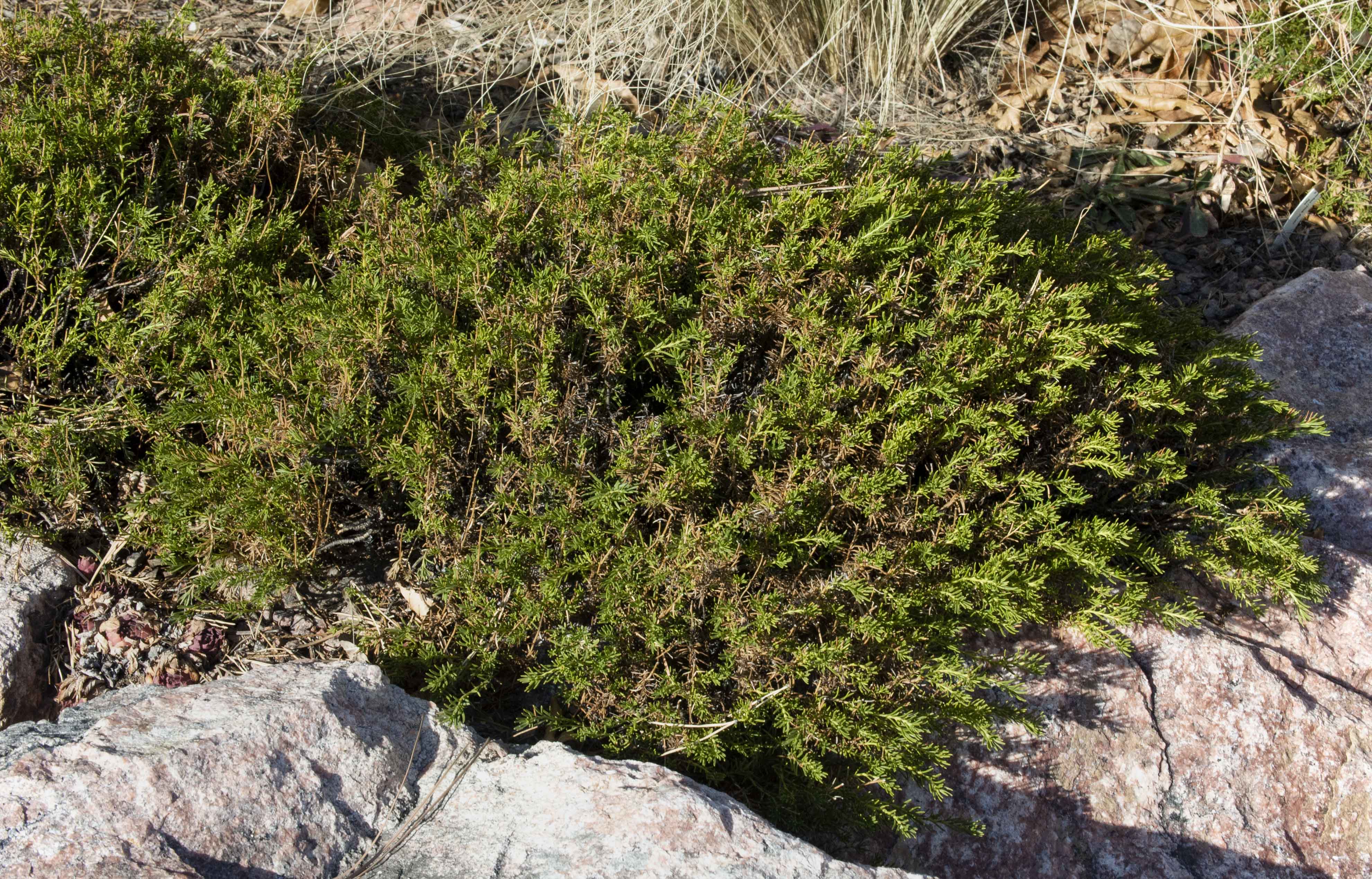 Yellow Pineleaf Penstemon